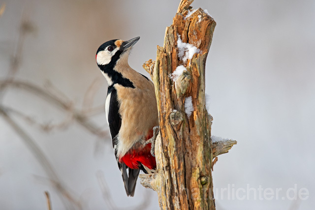 R13039 Buntspecht, Great Spotted Woodpecker - Christoph Robiller