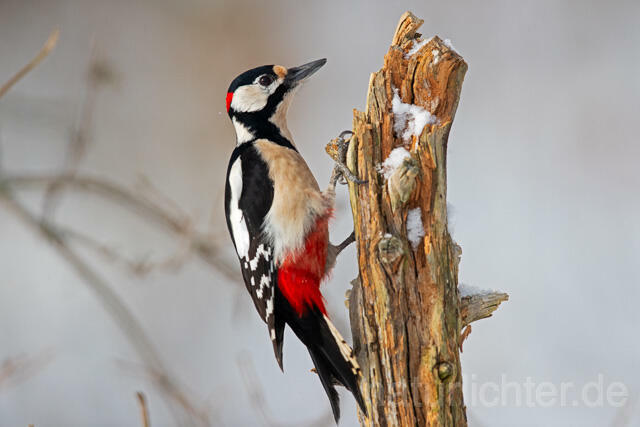 R13040 Buntspecht, Great Spotted Woodpecker - Christoph Robiller