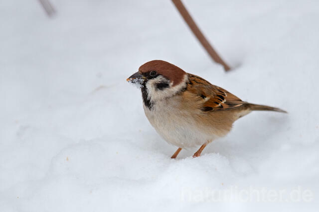 R13099 Feldsperling, Tree Sparrow