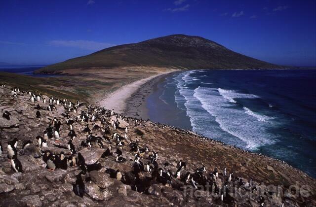R1728 Felsenpinguin - Kolonie, Falklandinseln - Christoph Robiller