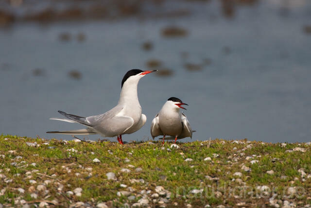 R6032 Fluss-Seeschwalbe, Common Tern