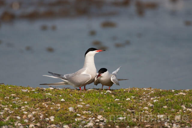 R6033 Fluss-Seeschwalbe, Common Tern