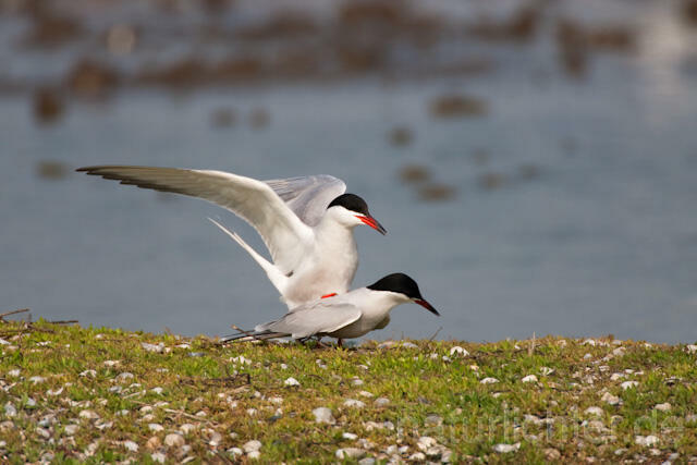 R6035 Fluss-Seeschwalbe, Kopulation, Common Tern, Mating