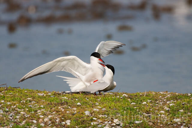 R6038 Fluss-Seeschwalbe, Kopulation, Common Tern, Mating