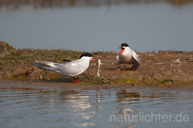 R6041 Fluss-Seeschwalbe, Common Tern, Mating
