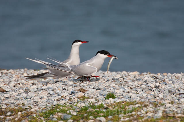 R6042 Fluss-Seeschwalbe, Common Tern, Mating
