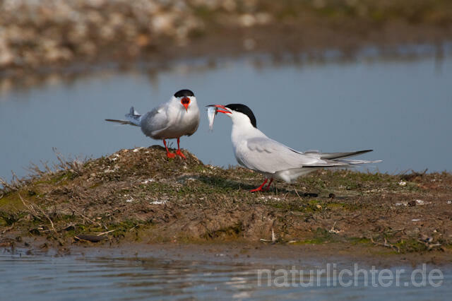 R6051 Fluss-Seeschwalbe, Common Tern with fish