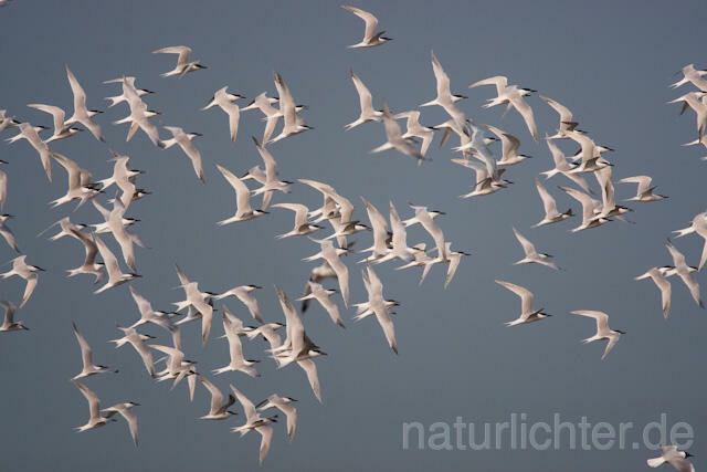 R6073 Brandseeschwalben im Flug, Sandwich Tern flying - Christoph Robiller
