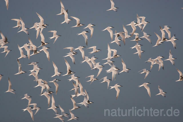 R6075 Brandseeschwalben im Flug, Sandwich Tern flying - Christoph Robiller
