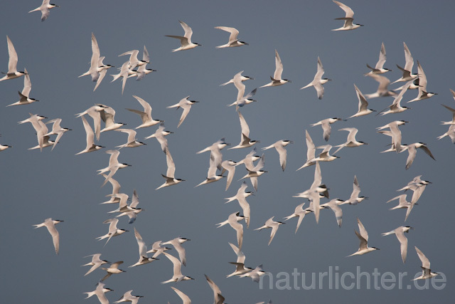 R6077 Brandseeschwalben im Flug, Sandwich Tern flying - Christoph Robiller