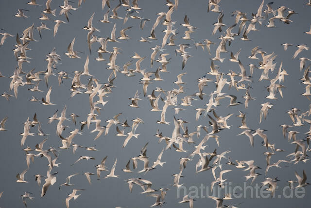 R6079 Brandseeschwalben im Flug, Sandwich Tern flying - Christoph Robiller