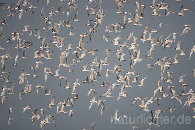 R6080 Brandseeschwalben im Flug, Sandwich Tern flying - Christoph Robiller