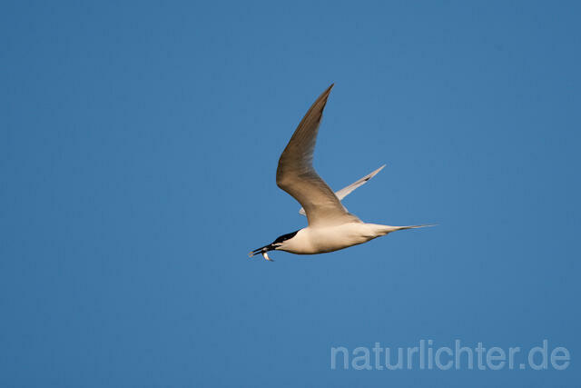 R6084 Brandseeschwalbe im Flug, Sandwich Tern flying - Christoph Robiller