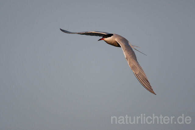R6108 Fluss-Seeschwalbe im Flug, Common Tern flying - Christoph Robiller