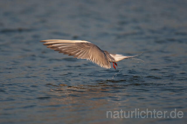 R6113 Fluss-Seeschwalbe im Flug, Common Tern flying - Christoph Robiller