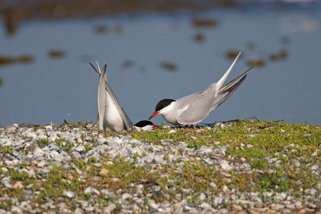 R6143 Fluss-Seeschwalbe, Common Tern