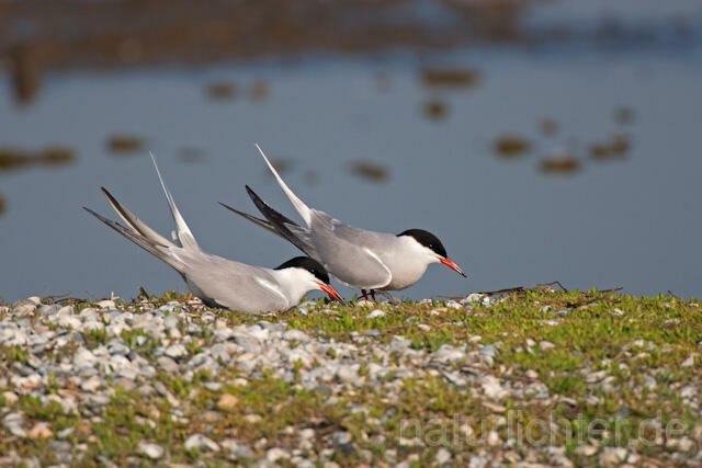 R6144 Fluss-Seeschwalbe, Common Tern