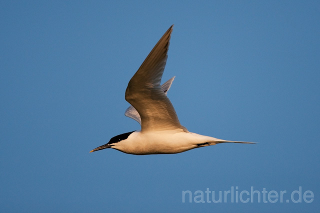 R6171 Brandseeschwalbe im Flug, Sandwich Tern flying - Christoph Robiller