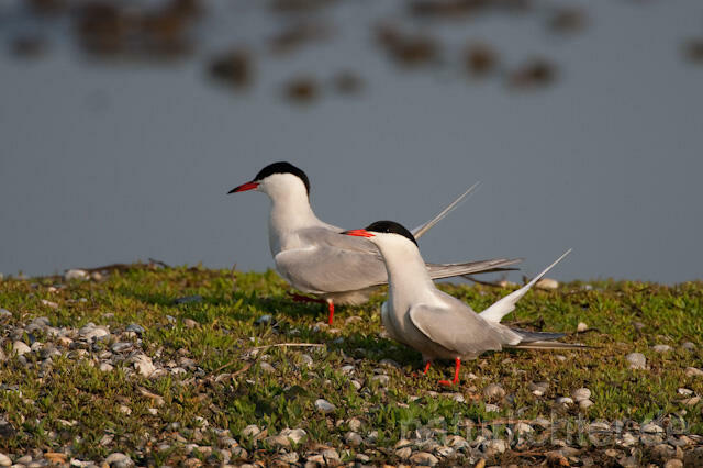 R6183 Fluss-Seeschwalbe, Common Tern