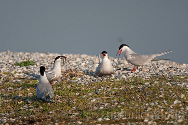 R6185 Fluss-Seeschwalbe, Common Tern with fish