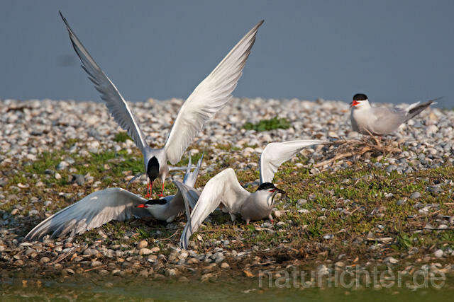 R6186 Fluss-Seeschwalbe, Common Tern with fish - Christoph Robiller