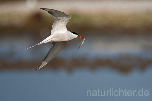 R6195 Fluss-Seeschwalbe im Flug, Common Tern flying with fish - Christoph Robiller