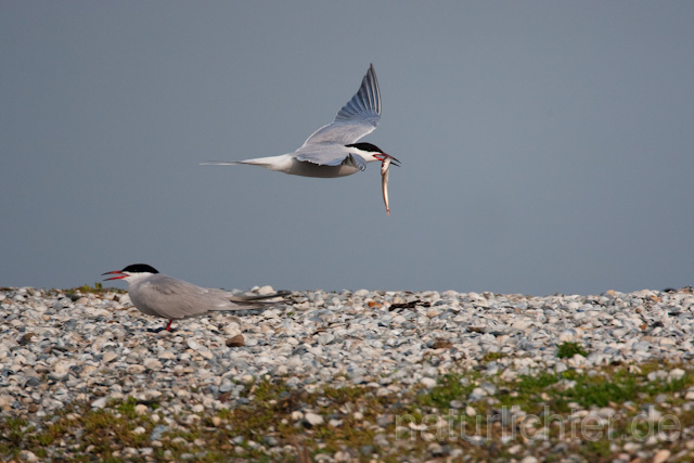 R6198 Fluss-Seeschwalbe im Flug, Common Tern flying with fish - Christoph Robiller