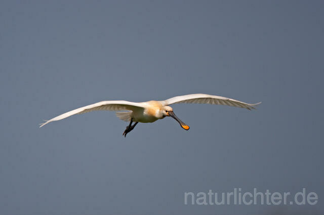 R6222 Löffler im Flug, Eurasian Spoonbill flying - Christoph Robiller