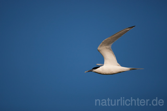 R6233 Brandseeschwalbe im Flug, Sandwich Tern flying - Christoph Robiller
