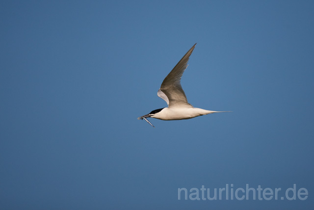 R6234 Brandseeschwalbe im Flug, Sandwich Tern flying - Christoph Robiller