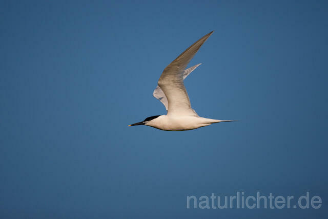 R6236 Brandseeschwalbe im Flug, Sandwich Tern flying - Christoph Robiller