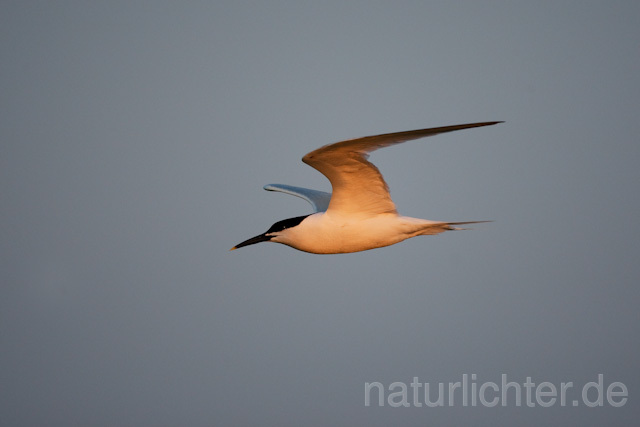 R6247 Brandseeschwalbe im Flug, Sandwich Tern flying - Christoph Robiller