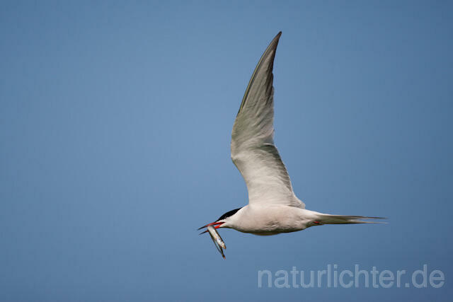 R6367 Fluss-Seeschwalbe im Flug, Common Tern flying - Christoph Robiller