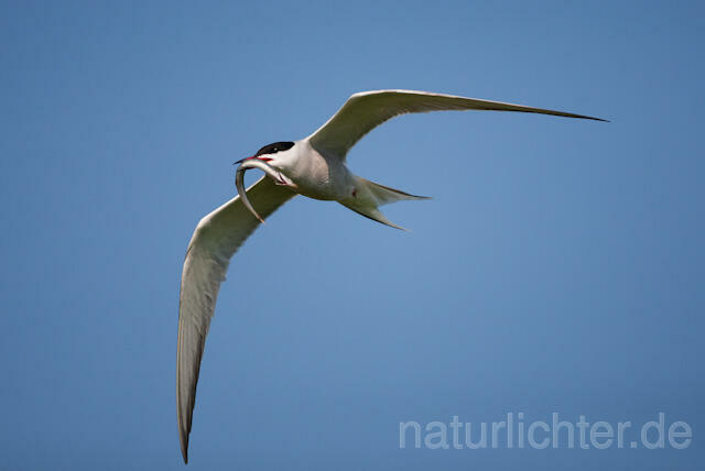 R6368 Fluss-Seeschwalbe im Flug, Common Tern flying - Christoph Robiller