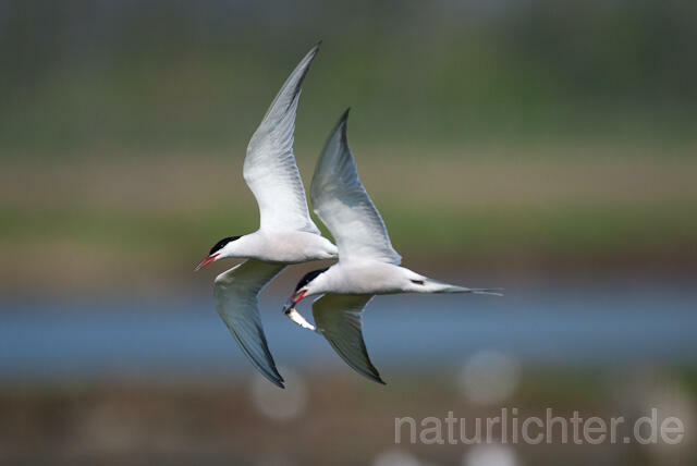 R6369 Fluss-Seeschwalbe im Flug, Common Tern flying - Christoph Robiller