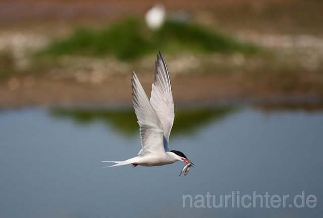 R6370 Fluss-Seeschwalbe im Flug, Common Tern flying with fish - Christoph Robiller