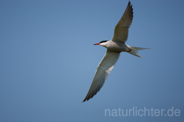 R6372 Fluss-Seeschwalbe im Flug, Common Tern flying - Christoph Robiller