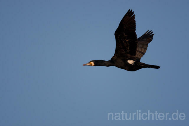 R6378 Kormoran im Flug, Great Cormorant flying - Christoph Robiller