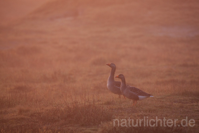 R6391 Graugänse am Morgen, Greylag Goose in Sunrise - Christoph Robiller