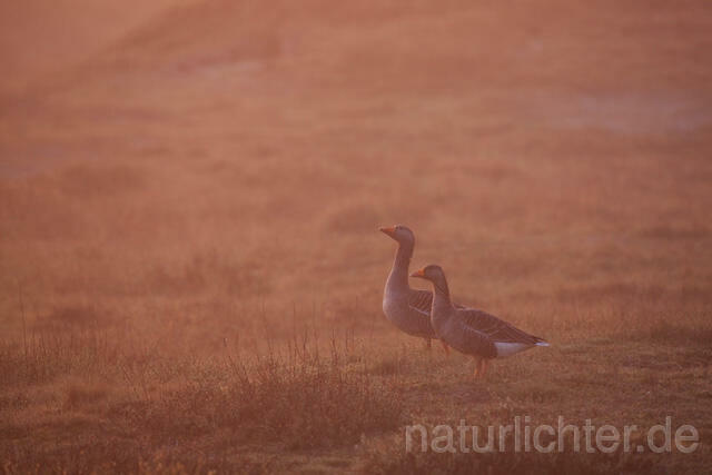 R6391 Graugänse am Morgen, Greylag Goose in Sunrise - Christoph Robiller