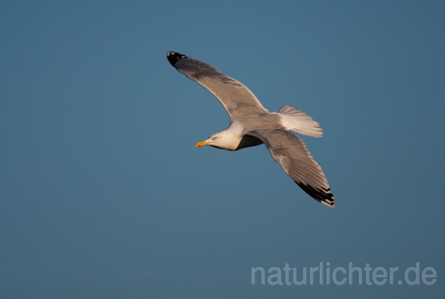 R6459 Silbermöwe im Flug, Herring Gull flying - Christoph Robiller