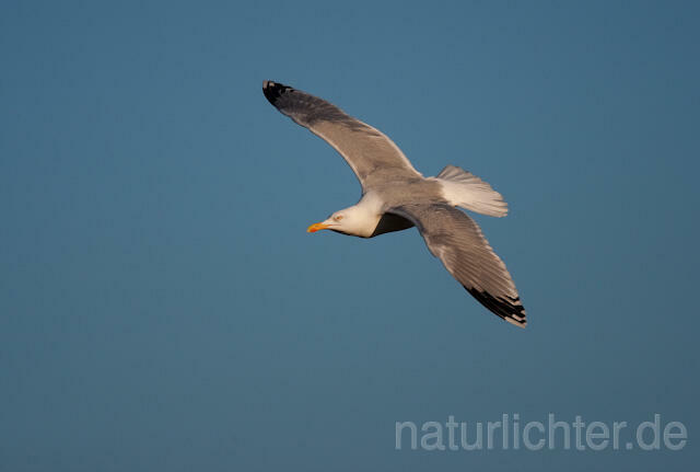 R6459 Silbermöwe im Flug, Herring Gull flying - Christoph Robiller