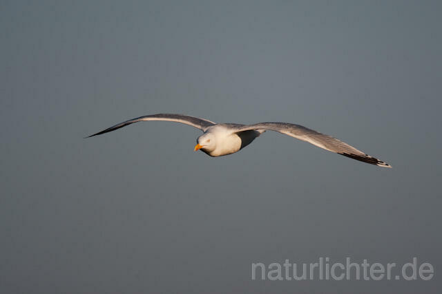 R6460 Silbermöwe im Flug, Herring Gull flying - Christoph Robiller