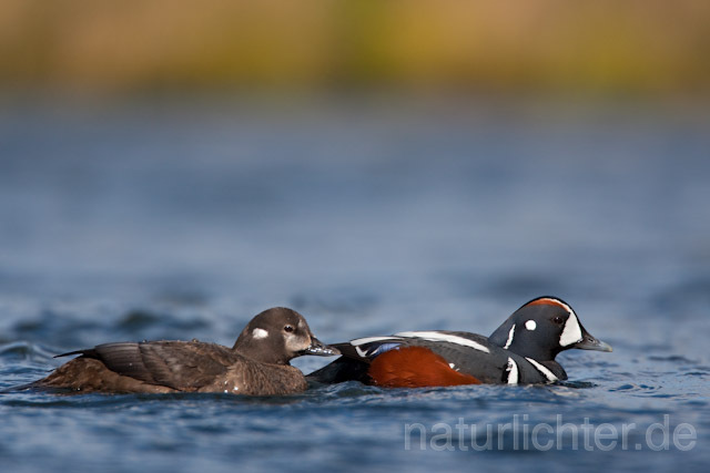 R6695 Kragenente, Harlequin Duck - Christoph Robiller