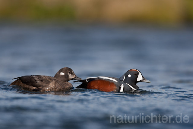 R6696 Kragenente, Harlequin Duck - Christoph Robiller