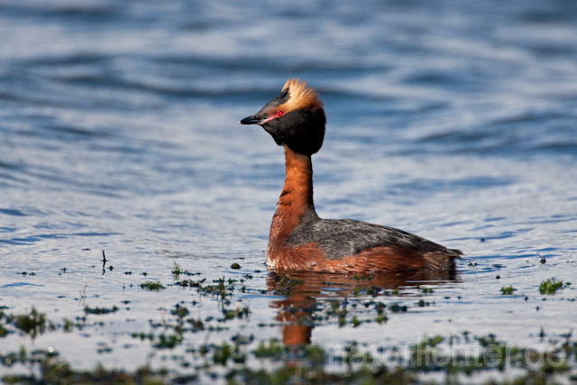 R6707 Ohrentaucher, Slavonian Grebe - Christoph Robiller