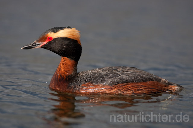 R6709 Ohrentaucher, Slavonian Grebe - Christoph Robiller