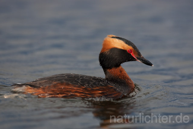 R6710 Ohrentaucher, Slavonian Grebe - Christoph Robiller