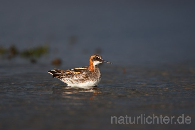 R6716 Odinshühnchen, Red-necked Phalarope - Christoph Robiller