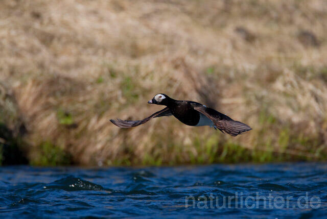 R6758 Eisente im Flug, Long-tailed Duck flying - Christoph Robiller